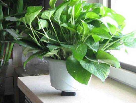 室內(nèi)裝修甲醛污染光靠竹炭和植物就能去除甲醛？
